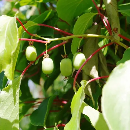 Bischoff Apartment Michelstadt