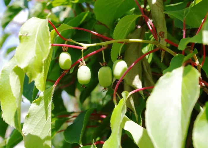 Bischoff Apartment Michelstadt